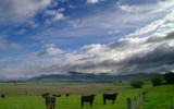 Three Young Bulls by Mythmaker, photography->landscape gallery