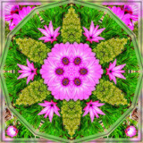 Daisy Doodle Dandy by Flmngseabass, photography->manipulation gallery