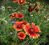 Indian Blanket flowers &amp; Mexican Hat flowers by Roseman_Stan, photography->flowers gallery