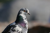 Pretty Pigeon by Skynet5, Photography->Birds gallery