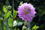 Dahlia In Full Bloom by Ramad, photography->flowers gallery