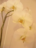 White Orchids of Love by SamanthaHoran, photography->flowers gallery