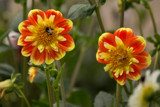 The Twins by Ramad, photography->flowers gallery