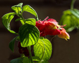 Shrimp Plant Bloom by PatAndre, photography->flowers gallery