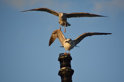 Click here to view at full resolution.