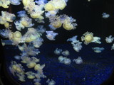 Jellyfish Frenzy! by Lisa971422, Photography->Underwater gallery