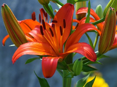 Click here to view at full resolution.