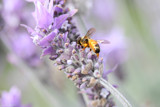 Lavender Buzz by LynEve, photography->insects/spiders gallery