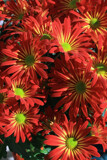 Thanksgiving Mums by jerseygurl, photography->flowers gallery
