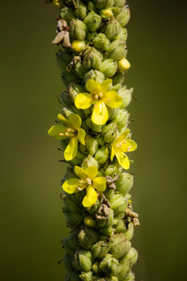 Click here to view at full resolution.