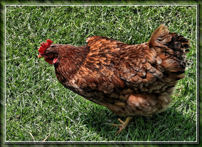 Click here to view at full resolution.