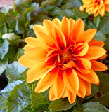 Baby Dahlia by trixxie17, photography->flowers gallery