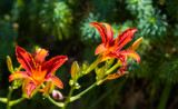 Red Lilies 2 by Pistos, photography->flowers gallery