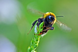 Acrobat by Ramad, photography->insects/spiders gallery