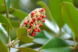 Magnolia grandiflora fruits by elektronist, photography->nature gallery