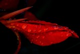 Wet red by elektronist, photography->flowers gallery