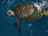 Sea Turtle by Twistedlight, photography->reptiles/amphibians gallery