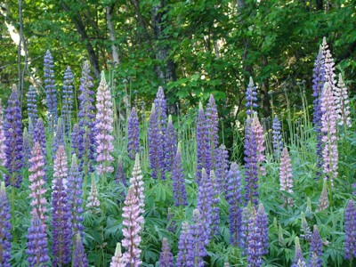 Click here to view at full resolution.