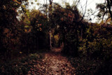 October Woods by JayMxPhotography, photography->landscape gallery