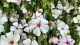 Floral modesty by mausi2541, photography->flowers gallery