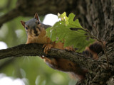 Behind The Leaf by rahto, Photography->Animals gallery