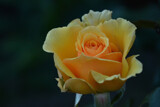 Yellow Rose by Ramad, photography->flowers gallery