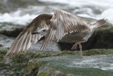 Fleeing the Rocks by legster69, Photography->Birds gallery
