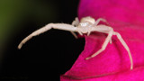 Crab Spider #1 by ryzst, photography->insects/spiders gallery