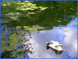 A Ring of Bright Water by TheWhisperer, Photography->Birds gallery