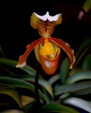 I love it by ovar2008, photography->flowers gallery