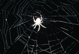 Spider by tomazinas, Photography->Manipulation gallery