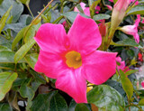 Mandevilla Vine by trixxie17, photography->flowers gallery