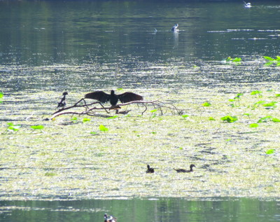 Click here to view at full resolution.