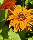 Bee - Centered by tigger3, photography->insects/spiders gallery