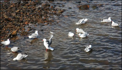 Click here to view at full resolution.