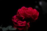 Moonlight serenade of red rose by elektronist, photography->flowers gallery