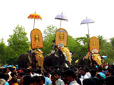 Festival in village by sahadk, Photography->Animals gallery