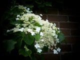 Mystery Wall Flower by TheWhisperer, Photography->Flowers gallery