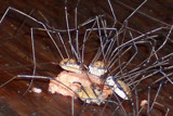 Wee Feeding Frenzy by aiced, Photography->Insects/Spiders gallery