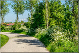 Cow-Parsley Lead-In by corngrowth, photography->landscape gallery