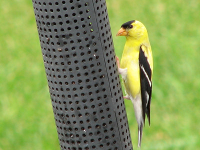 Click here to view at full resolution.