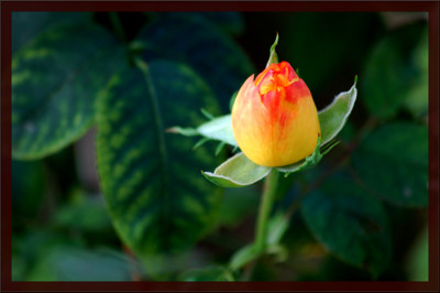 Click here to view at full resolution.