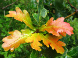 Oak Leaf Cluster by Novice, Photography->General gallery