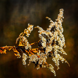 Winter Flowers in Connecticut by luckyshot, photography->flowers gallery