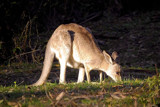 Grazing At Dusk by flanno2610, photography->animals gallery