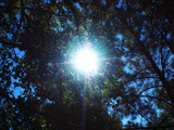 Sun Through the Trees by Chaos66, Photography->Nature gallery