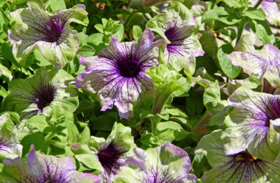 Click here to view at full resolution.