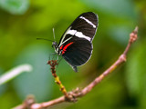 Another Butterfly by PatAndre, Photography->Butterflies gallery