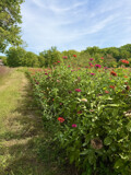 The Line Up  by Tiggs, photography->gardens gallery