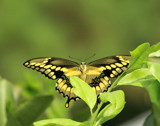 Peek-A-Boo by PatAndre, Photography->Butterflies gallery